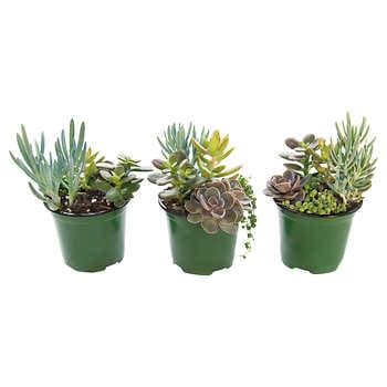 Costco Succulents 3 Pack. Routers, Wifi Extenders & Modems. 